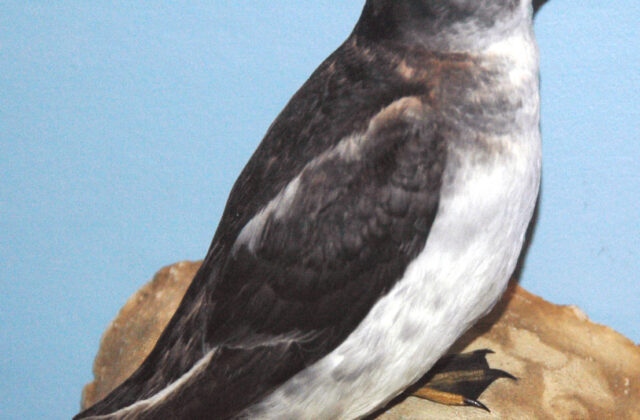 South Georgia Diving Petrel