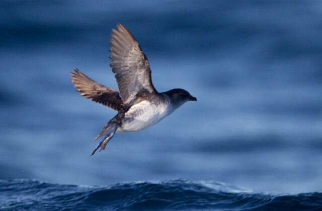 Common Diving Petrel