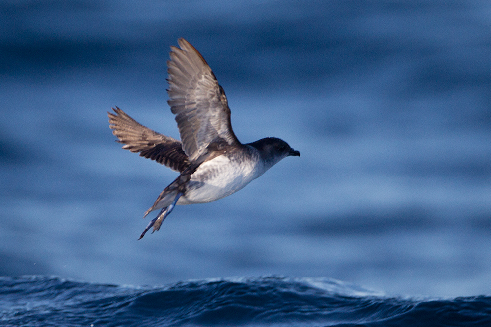 Common Diving Petrel