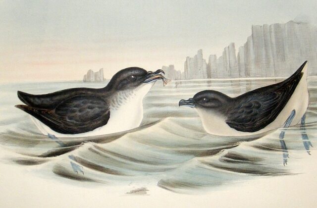 Magellanic Diving Petrel