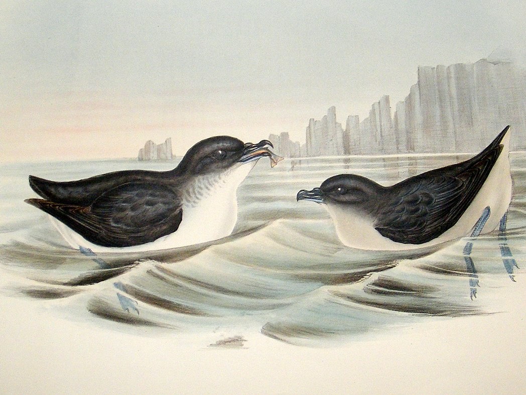 Magellanic Diving Petrel