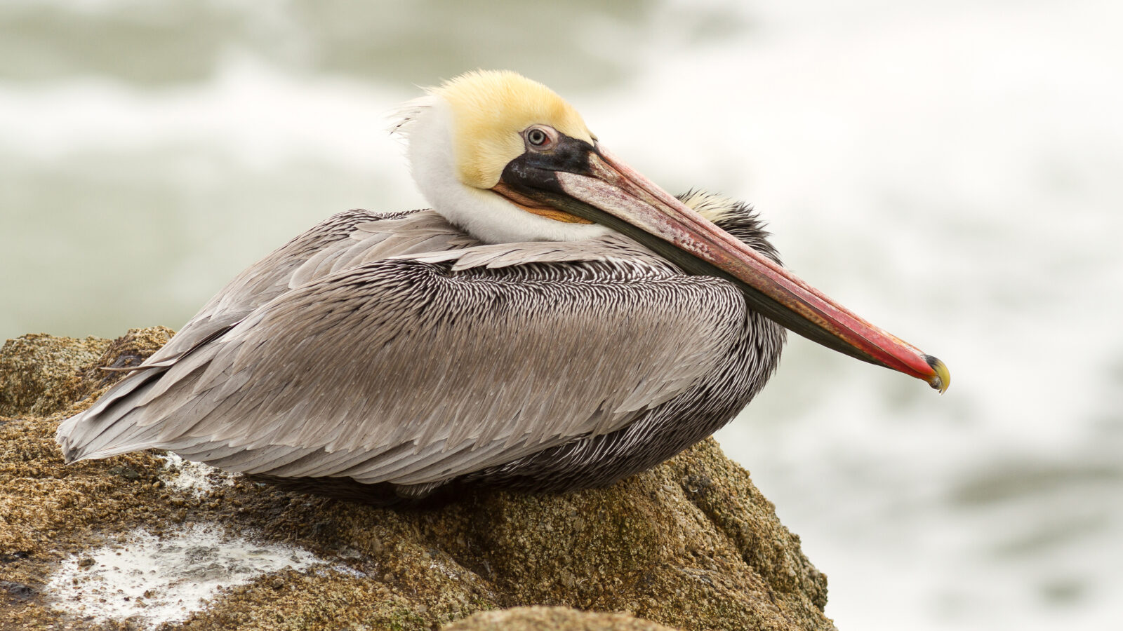 Brown Pelican