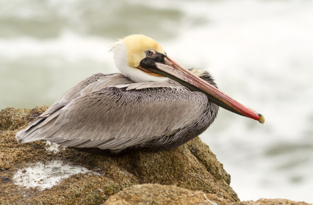 Brown Pelican