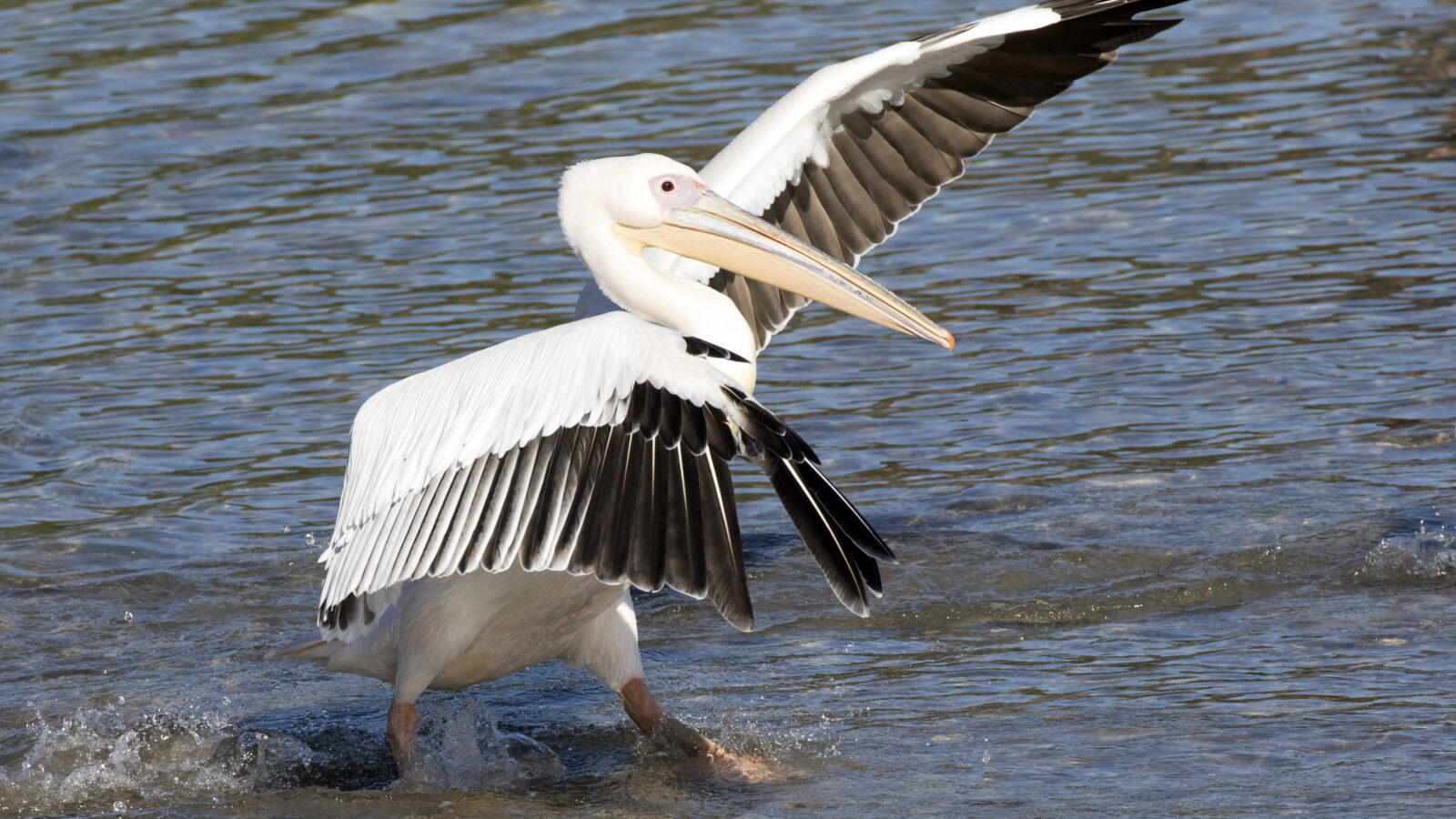 Great White Pelican