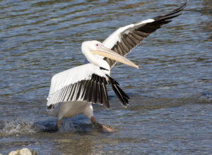 Great White Pelican