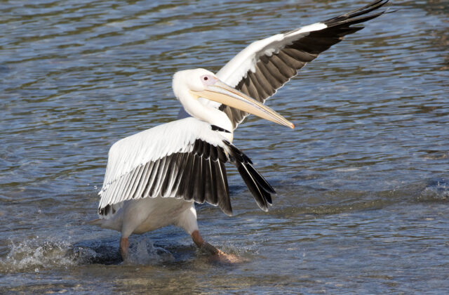 Great White Pelican