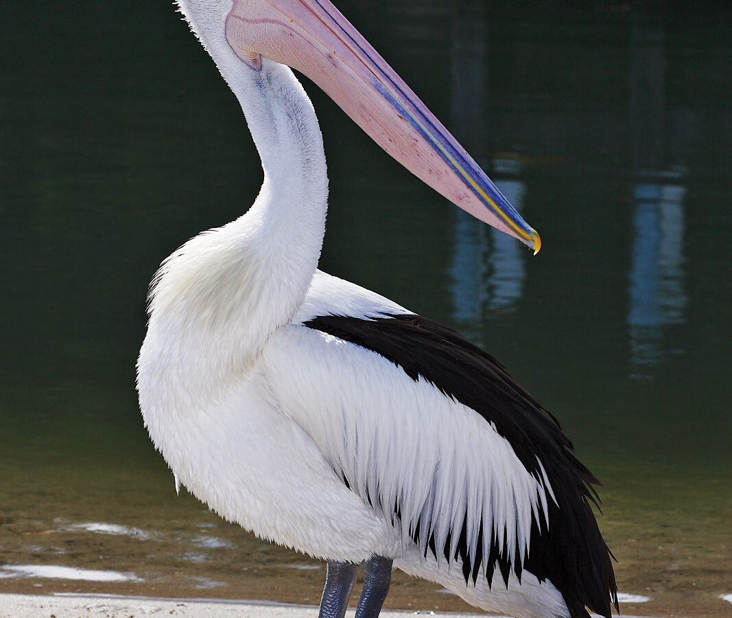 Australian Pelican
