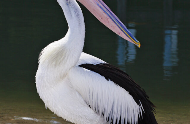 Australian Pelican
