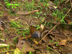 Latham’s Francolin