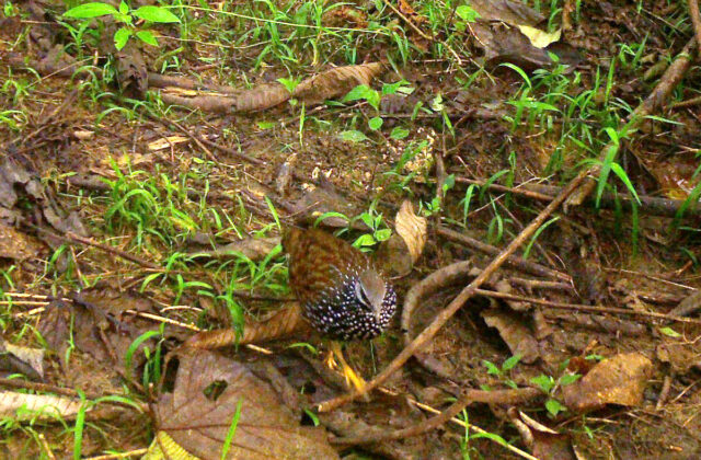 Latham’s Francolin