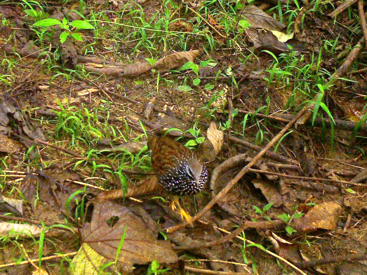 Latham’s Francolin