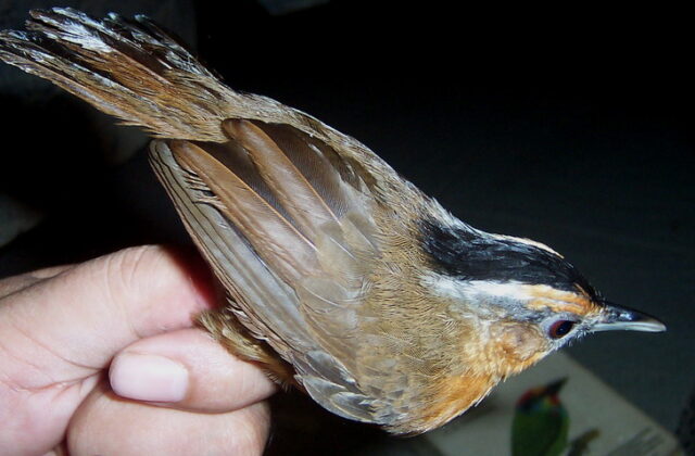Javan Black-capped Babbler