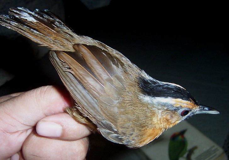 Javan Black-capped Babbler
