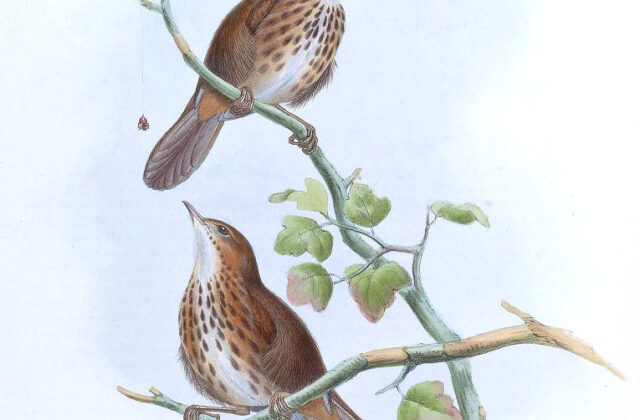 Marsh Babbler