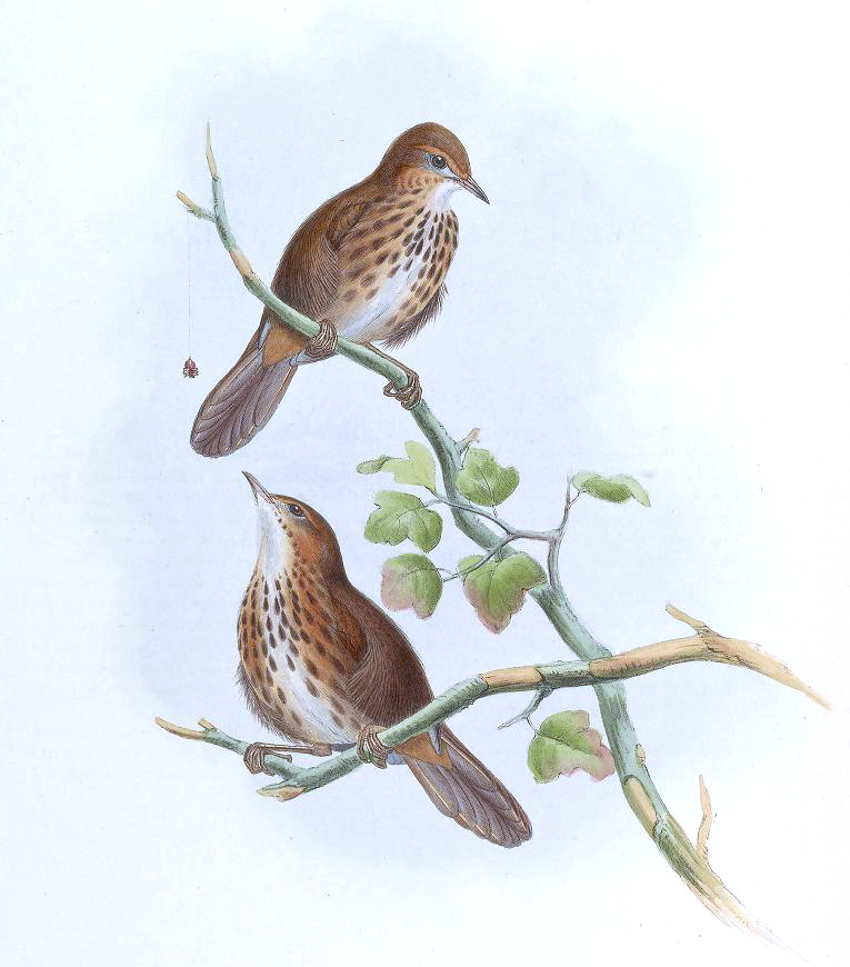 Marsh Babbler