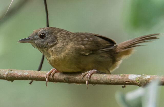Spot-throated Babbler