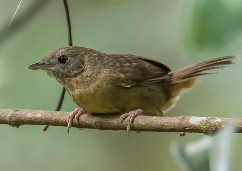Spot-throated Babbler