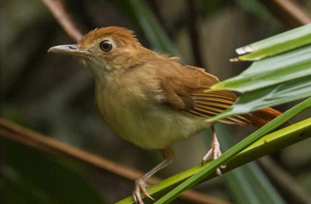 Ferruginous Babbler