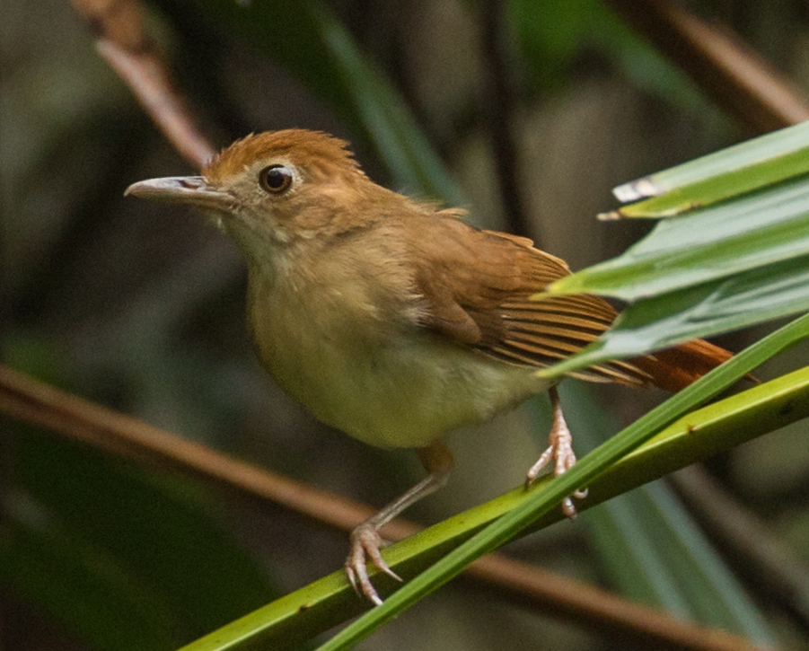 Ferruginous Babbler