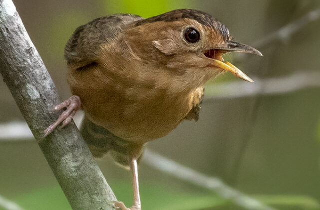 Brown-capped Babbler