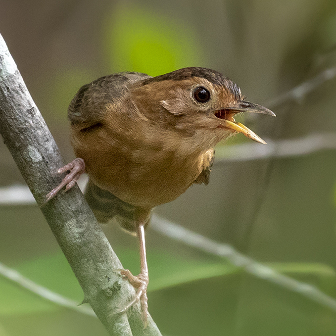 Brown-capped Babbler
