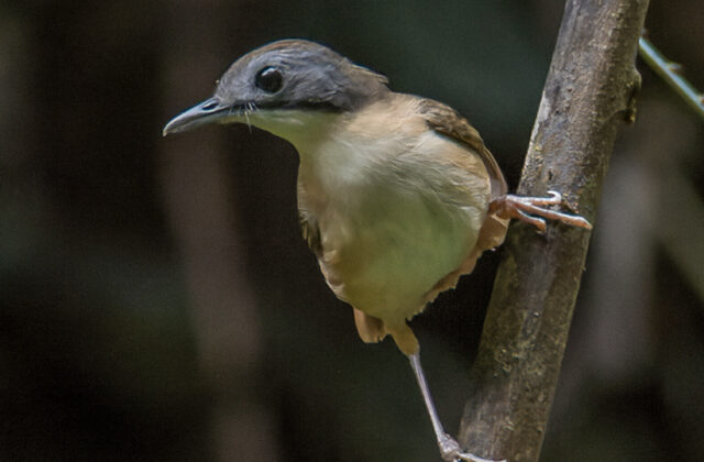 Mourning Babbler