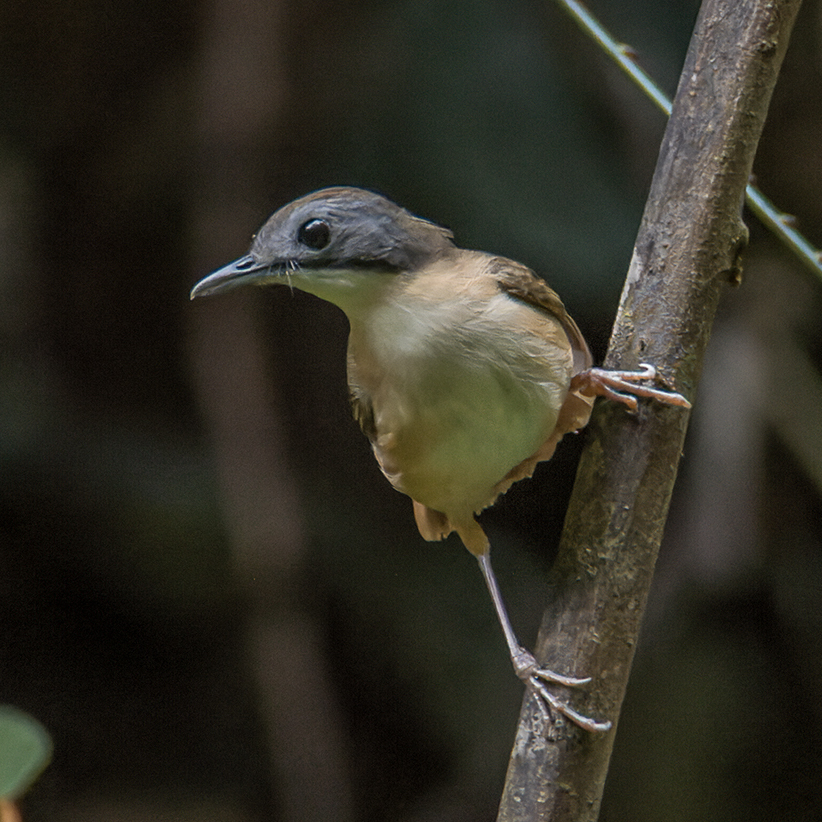 Mourning Babbler