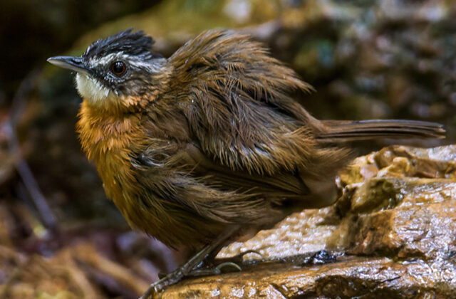 Malayan Black-capped Babbler