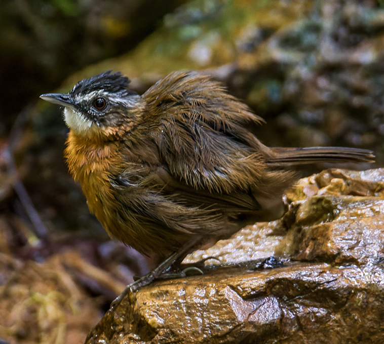Malayan Black-capped Babbler