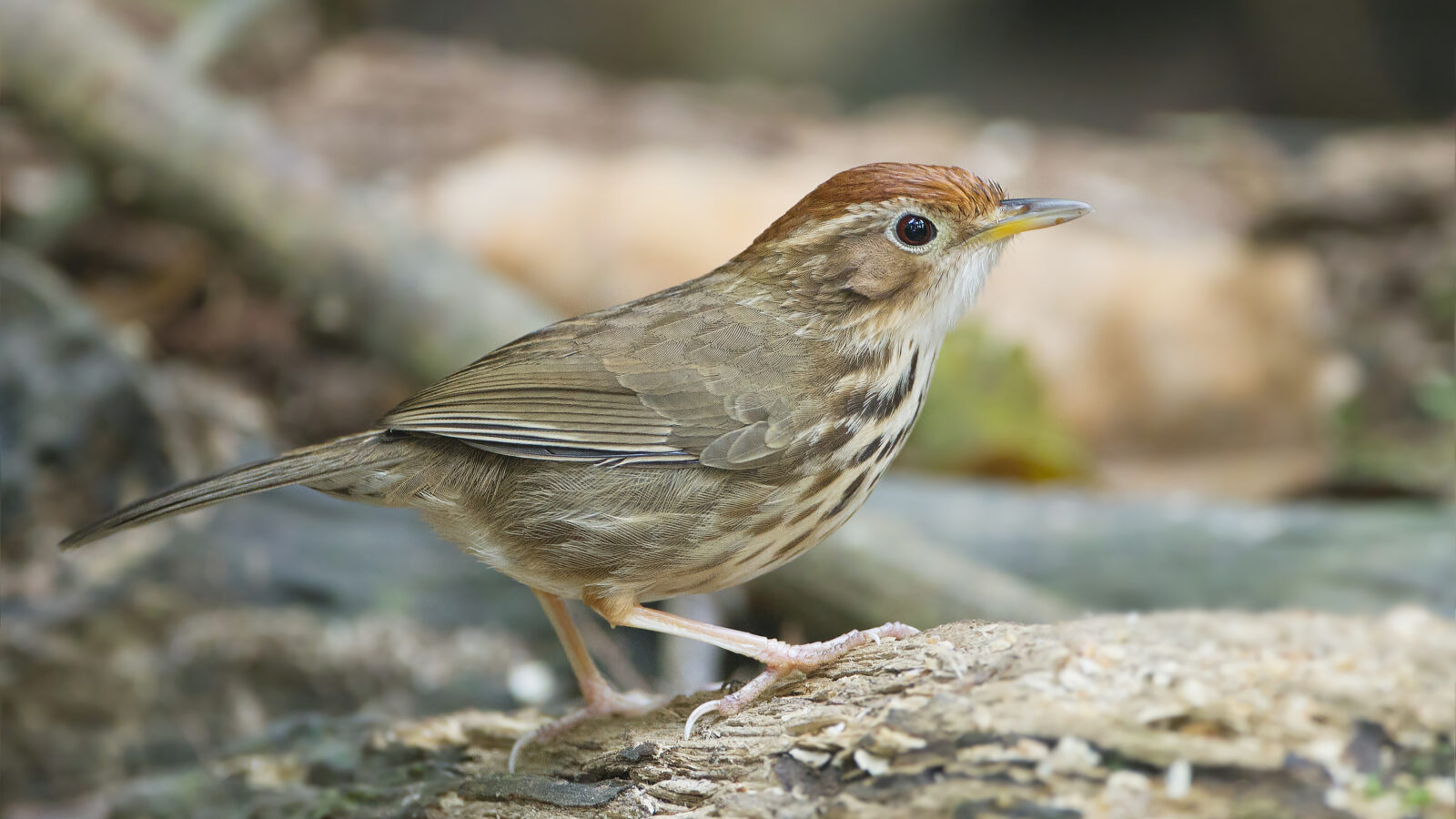 Puff-throated Babbler