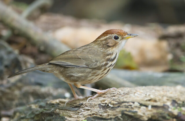 Puff-throated Babbler