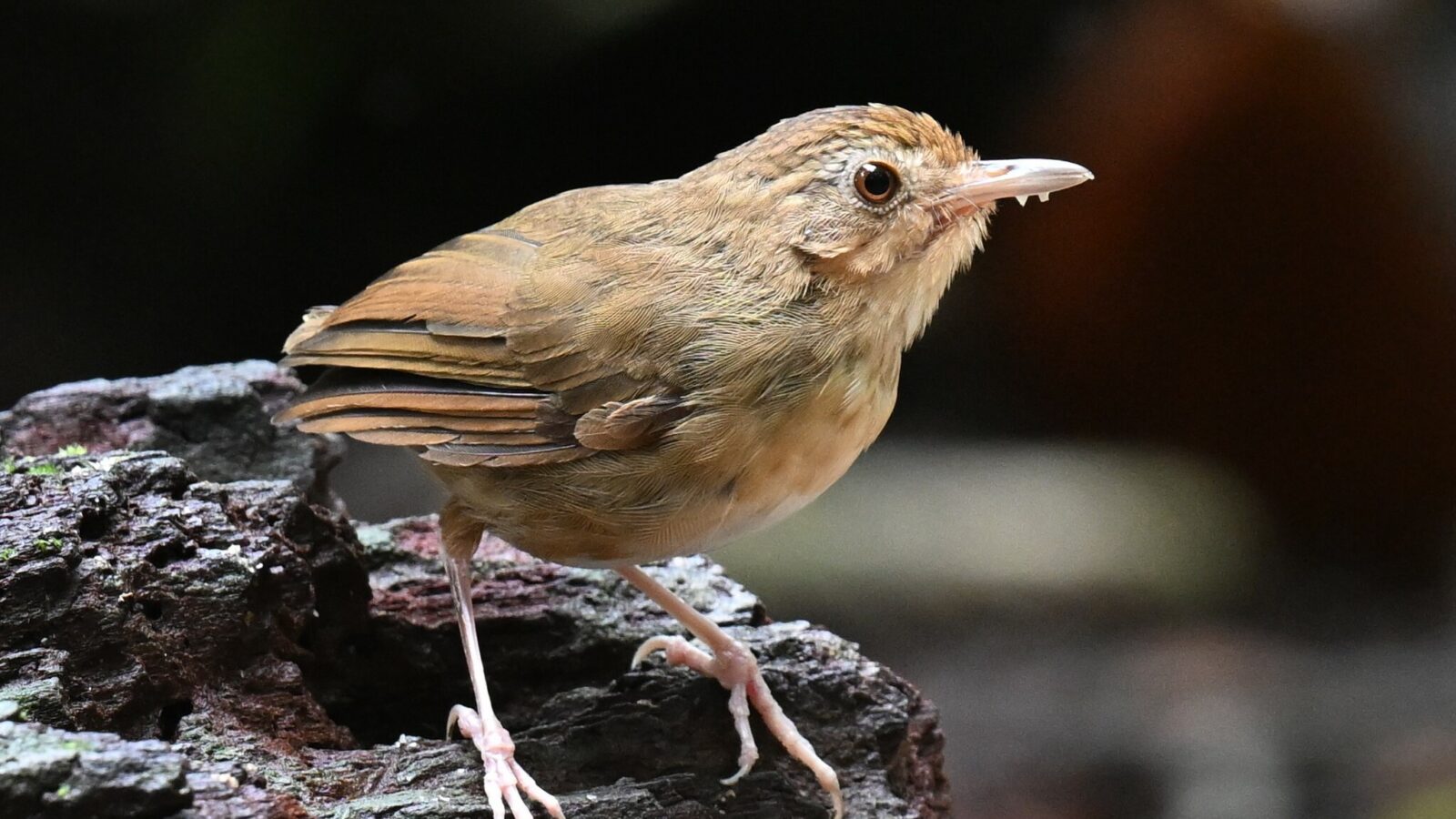 Buff-breasted Babbler