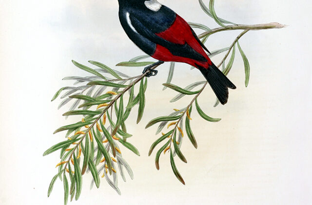 Lowland Peltops