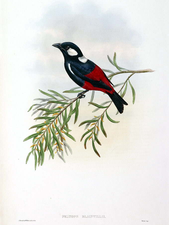 Lowland Peltops