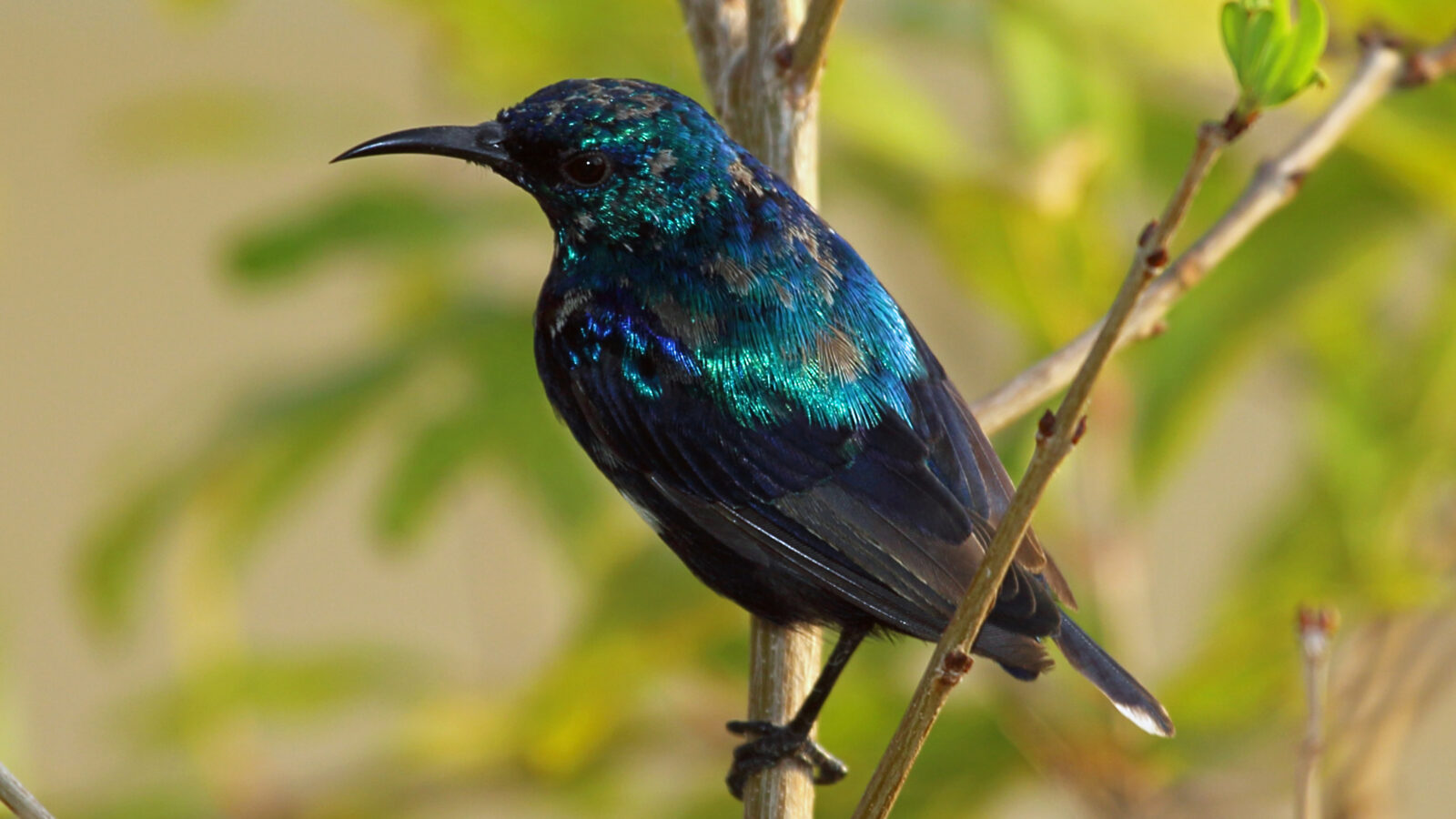 Pemba Sunbird