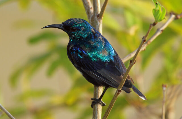 Pemba Sunbird