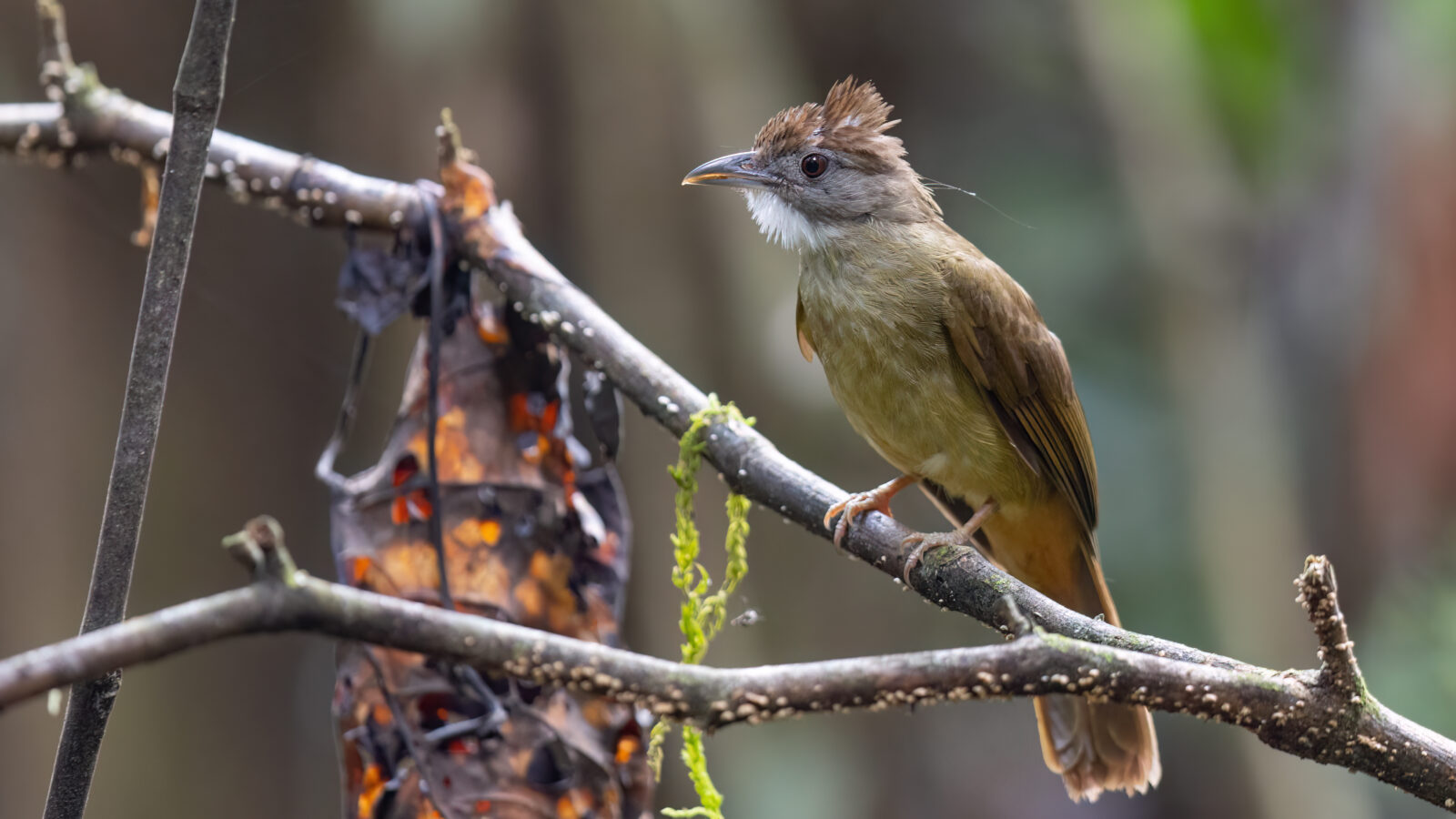 Penan Bulbul