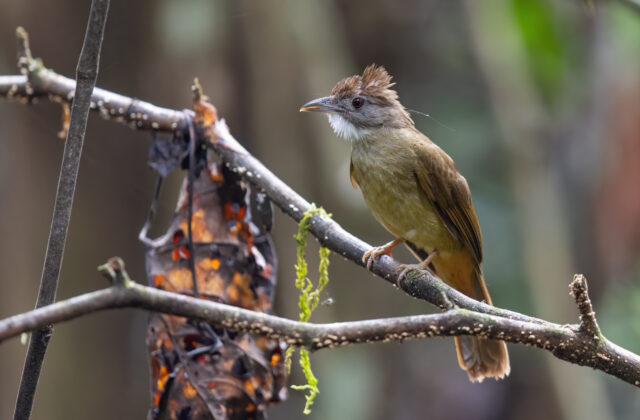 Penan Bulbul