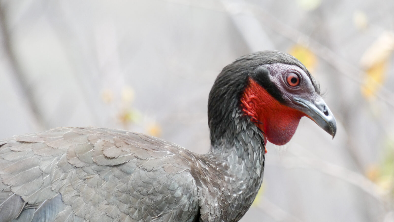 White-winged Guan