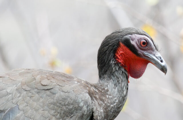 White-winged Guan