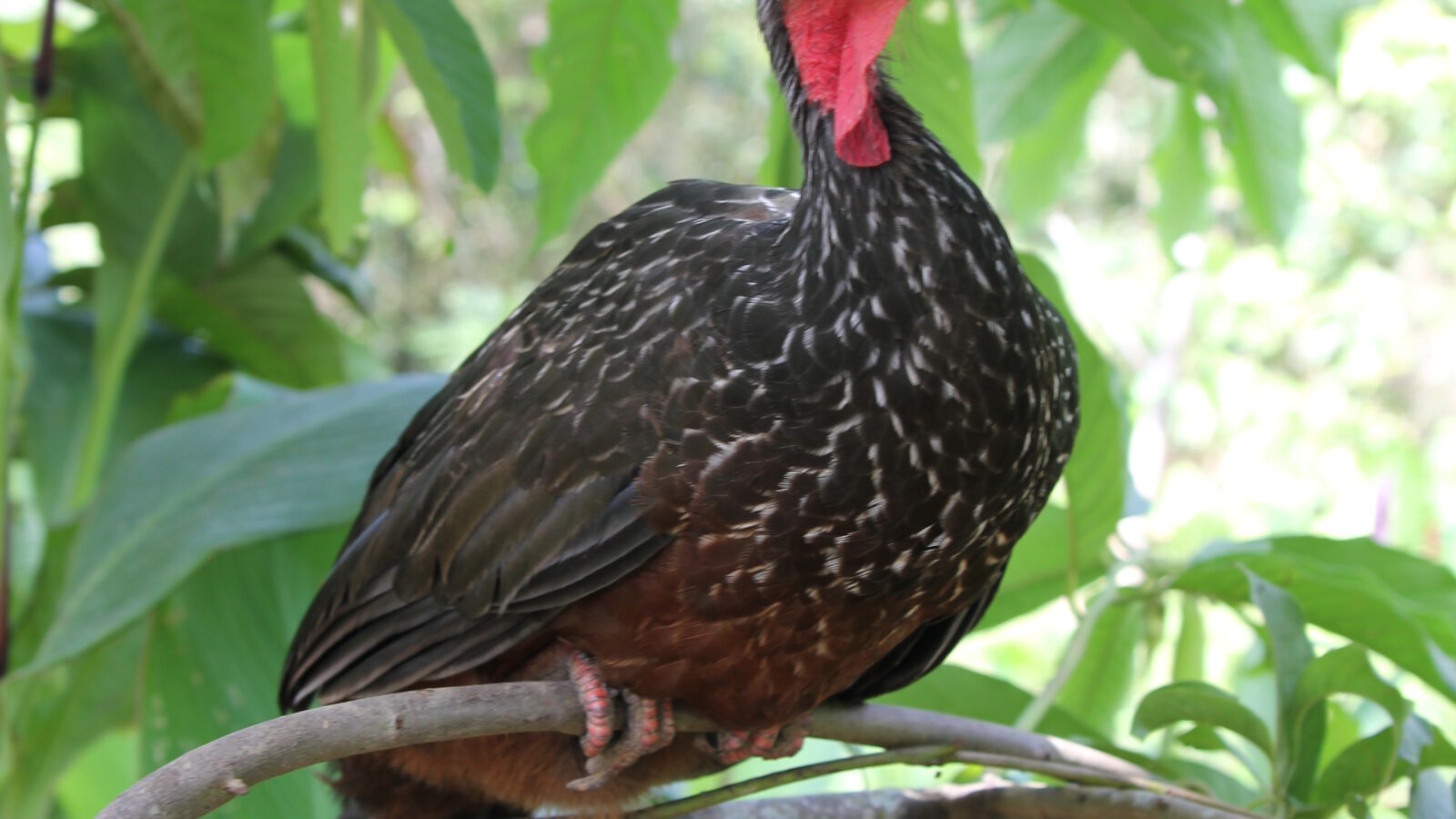 Spix’s Guan