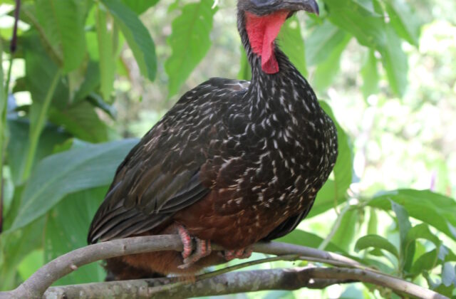 Spix’s Guan