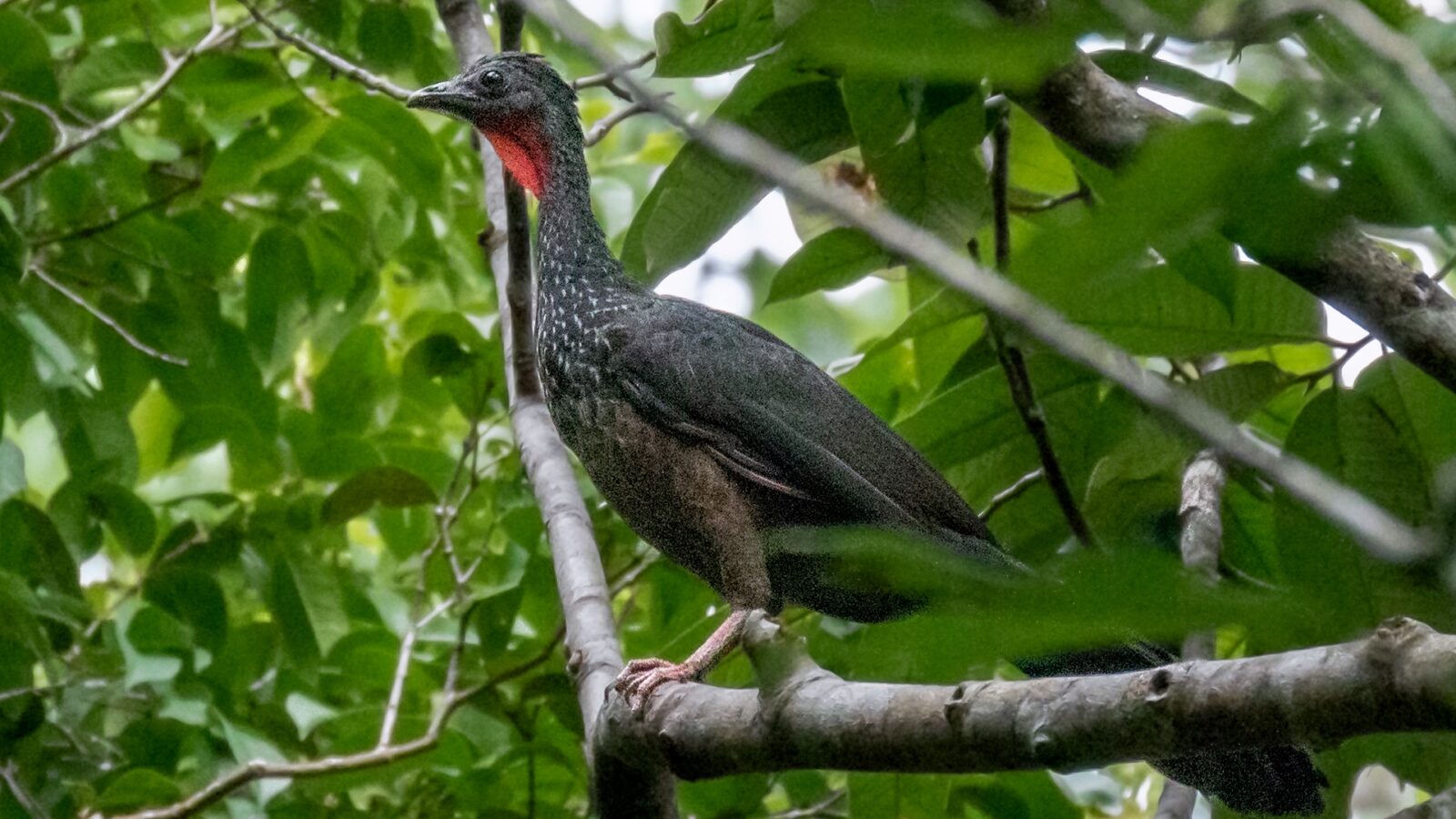 Marail Guan