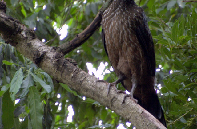 Dusky-legged Guan