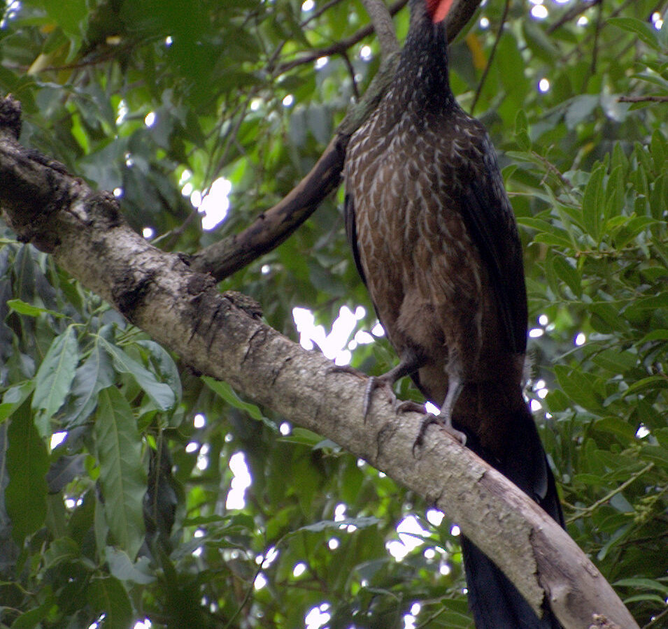 Dusky-legged Guan