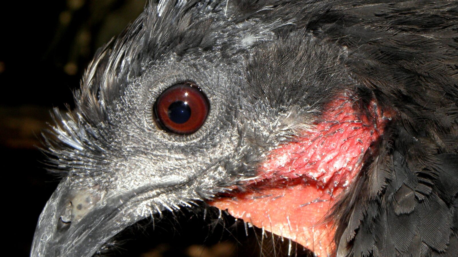 Yungas Guan