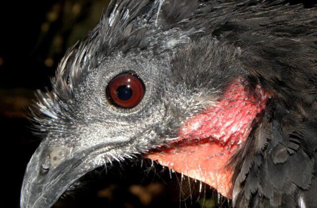 Yungas Guan