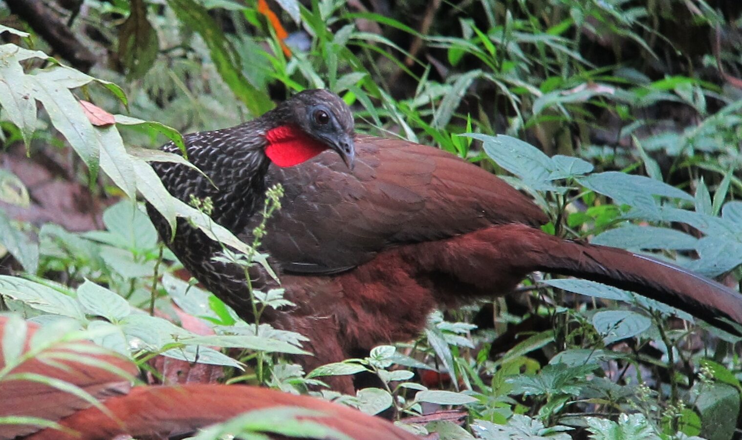 Cauca Guan
