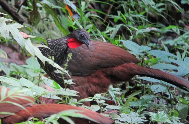 Cauca Guan