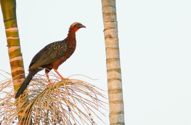 White-crested Guan